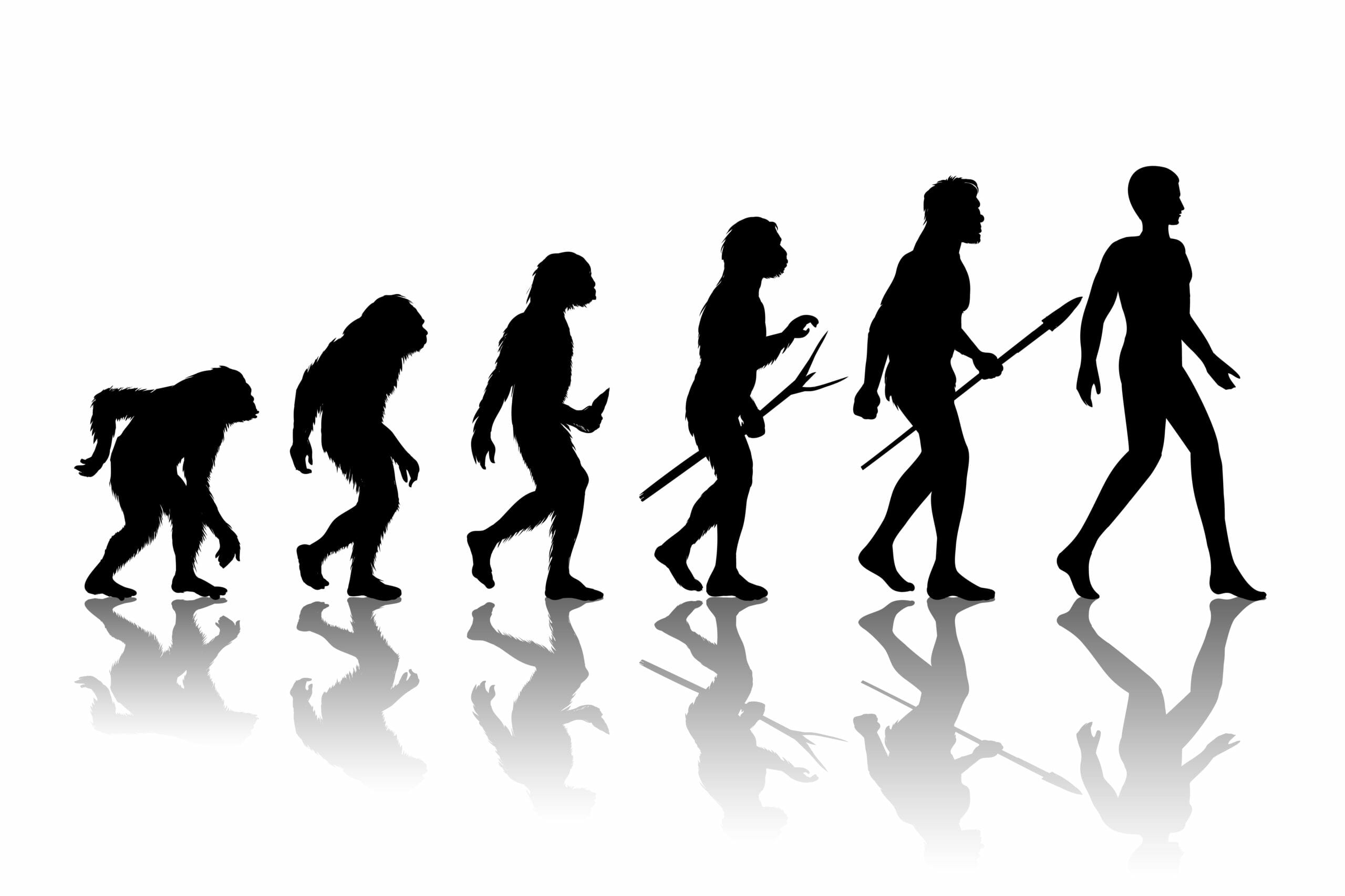 evolution of Man