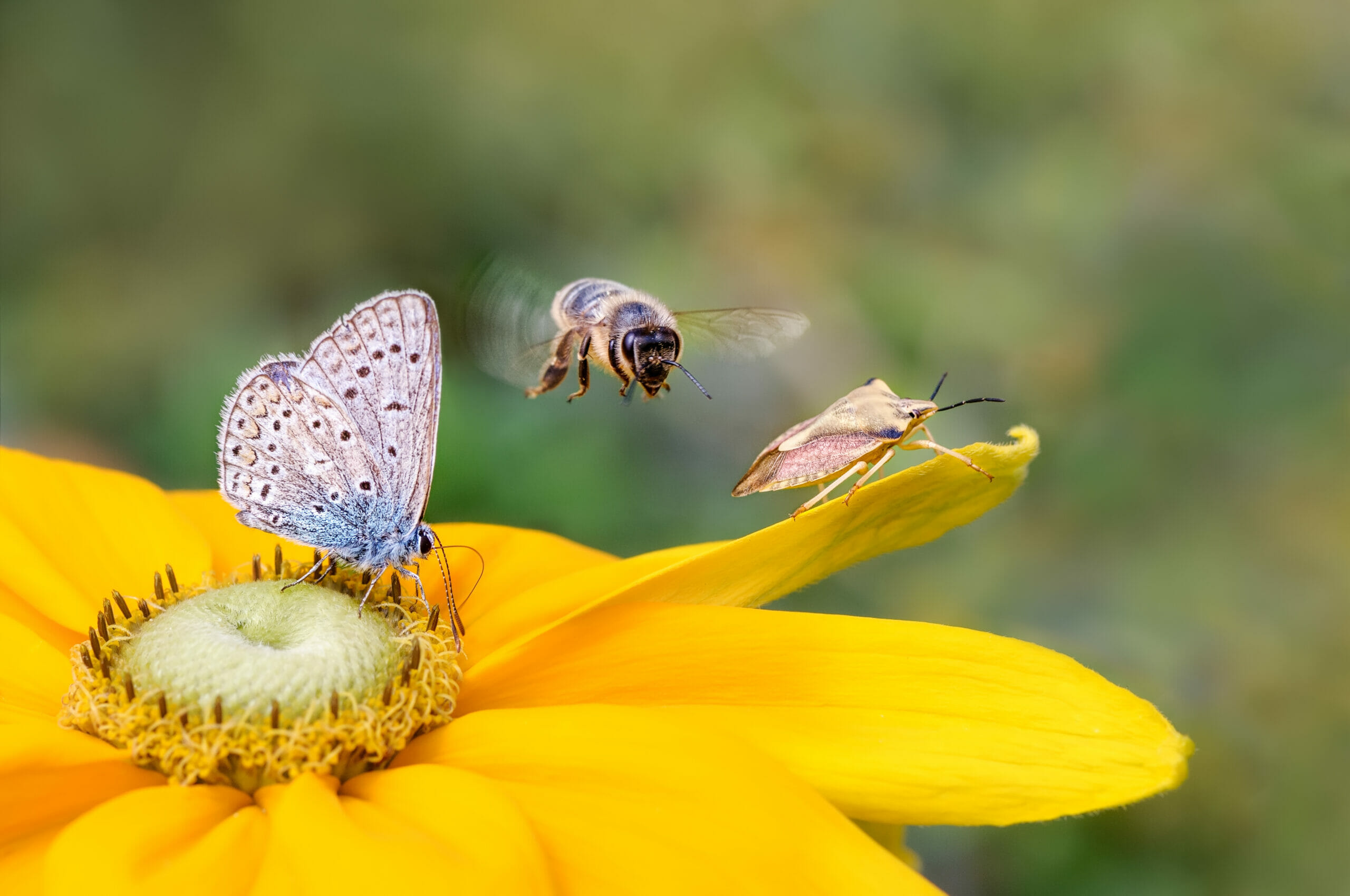 Fleur papillon