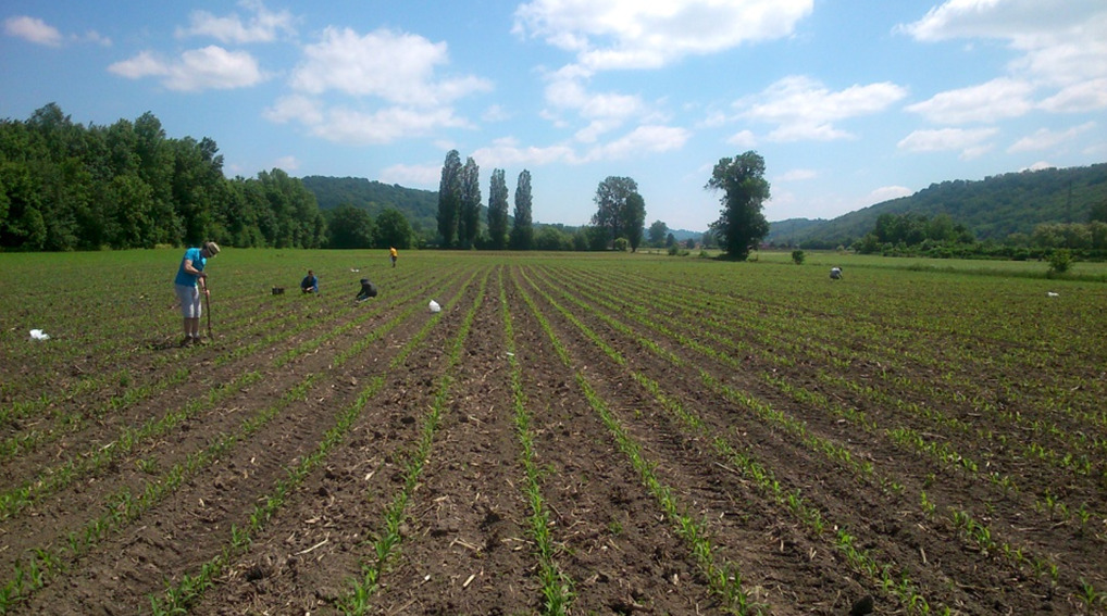Analysis of an innovative agroecological cropping system as part of an ANR-funded project: AZODURE