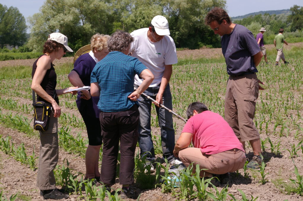 Analyse d'un système de culture agroécologique innovant lors d'un projet financé par l'ANR : AZODURE