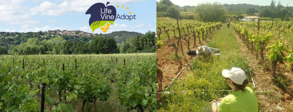 Vineyards - European Life VineAdapt project - Armin Bischoff