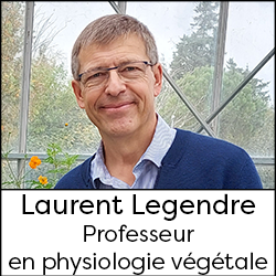 Laurent Legendre - Professeur en physiologie végétale