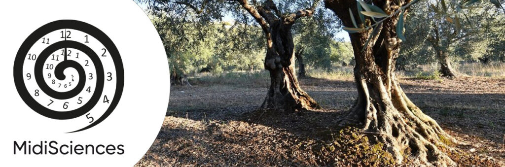 Midisciences 2024 - the olive tree, our tree - Musée de Salagon