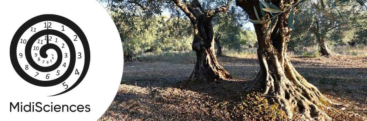 Midisciences 2024 - l'olivier, notre arbre - Musée de Salagon