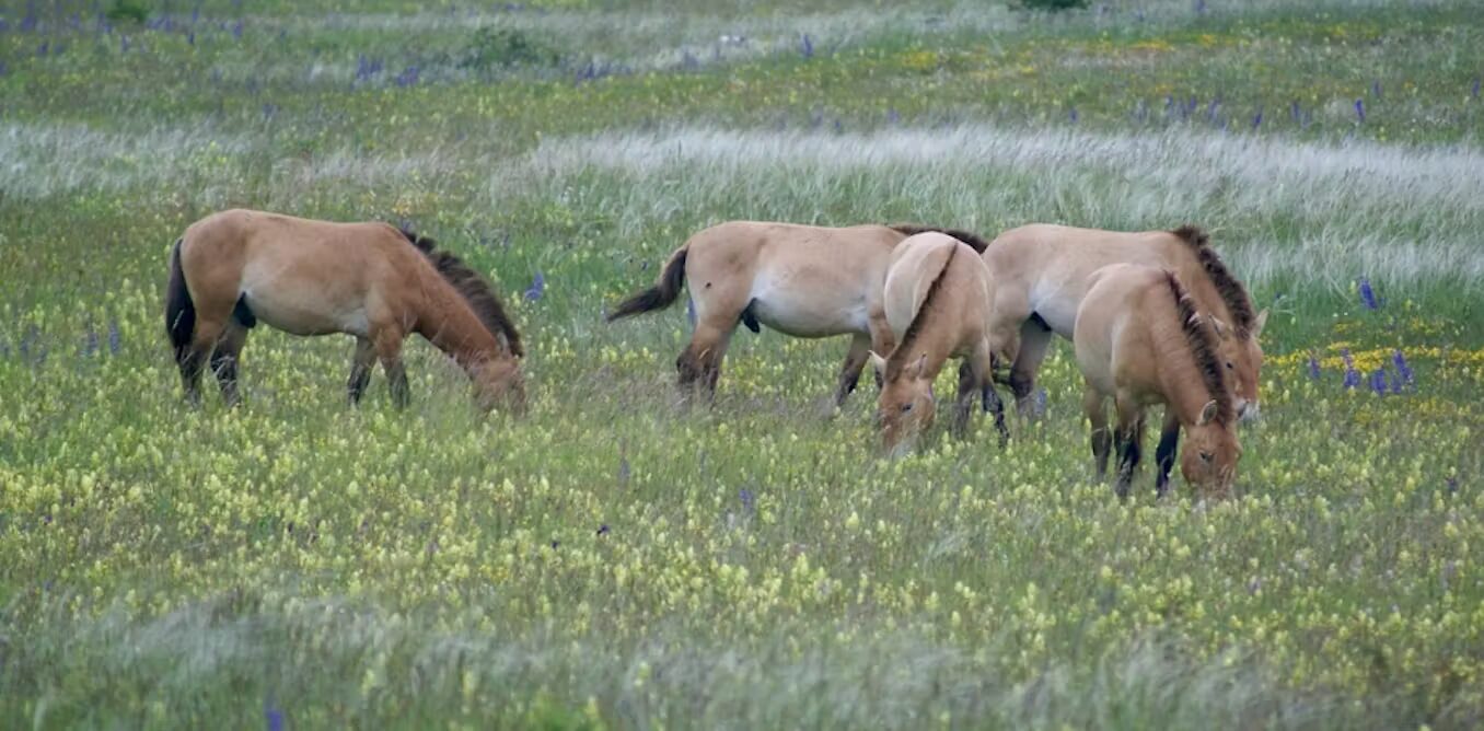 Un groupe de chevaux de Przewalski mâles célibataires qui pâturent au printemps 2023. C. Mutillod