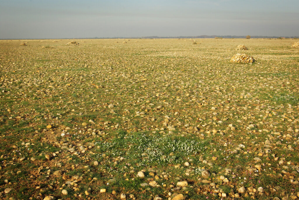 Pelouses sub-steppiques de la plaine de La Crau dans les Bouches-du-Rhône. - Renaud Jaunatre (UMR IMBE).