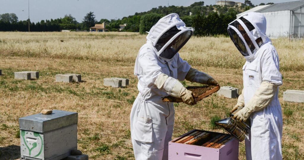 Beehives by Thomas Bohl