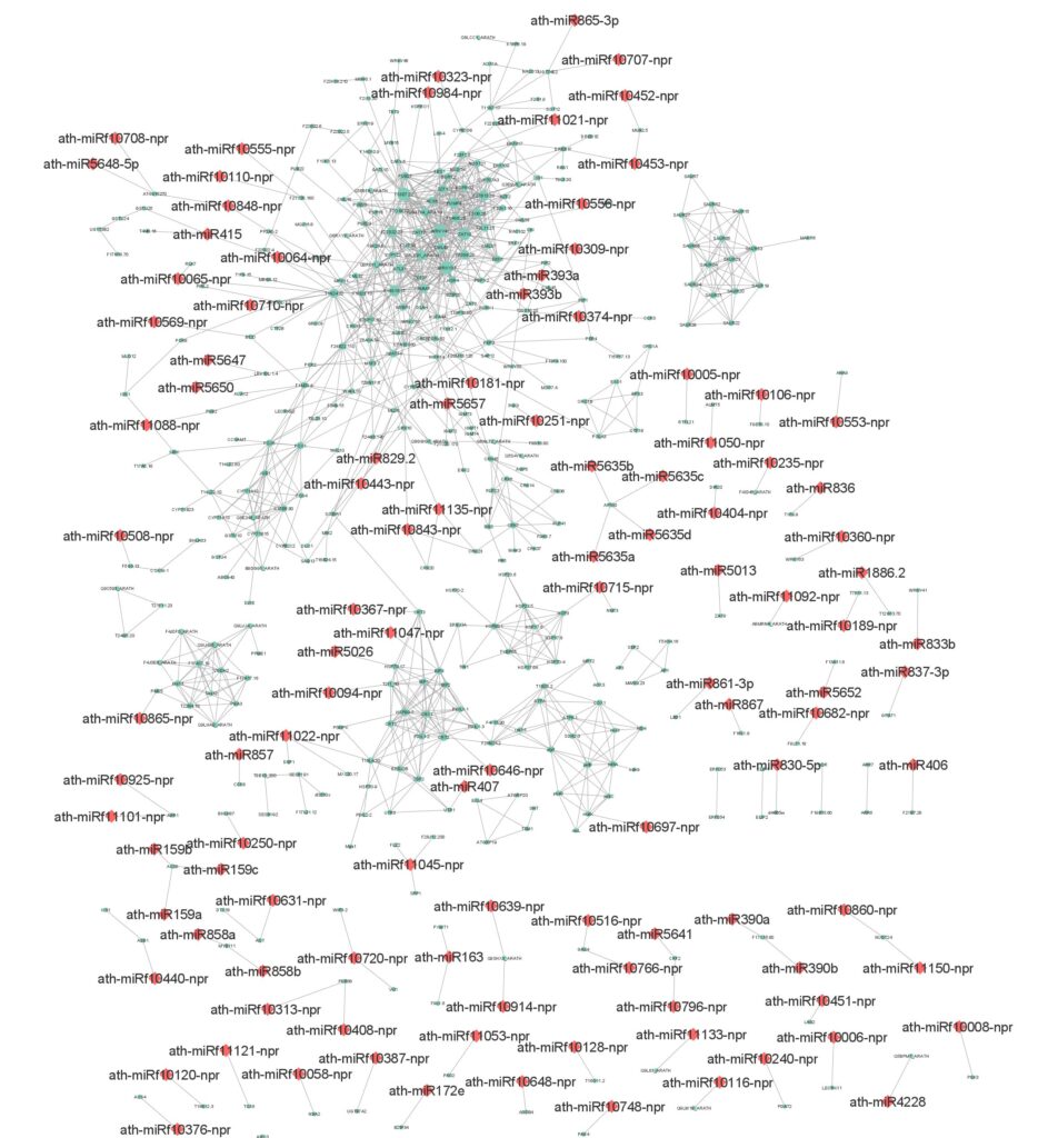 Messenger RNA-microRNA network in response to UV-C light