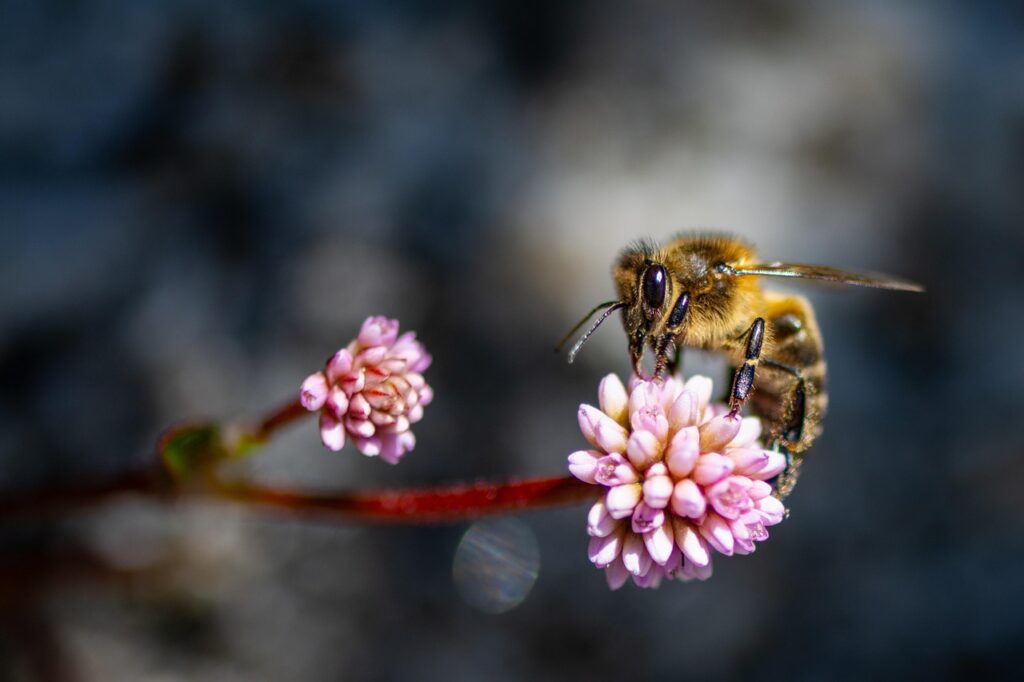 Apis mellifera - abeille